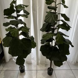 Plants For 20 $ Each 