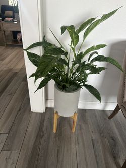House Plant 
