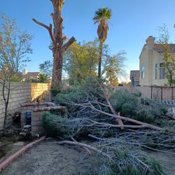 Danger Trees Remove 