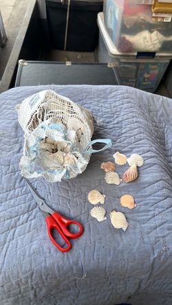 Seashells