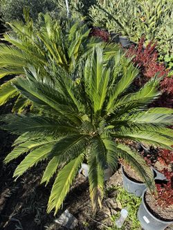 Sago Palm