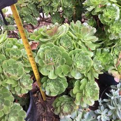Aeoniums
