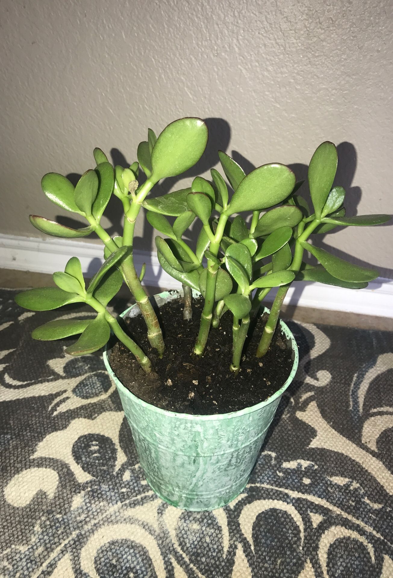 Green Jade succulent healthy house plant - potted in tin