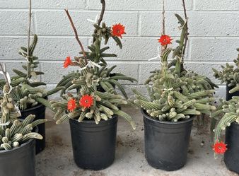 Echinopsis chamaecereus or Rose Quartz Peanut cactus cacti Plant in 1 gallon planter