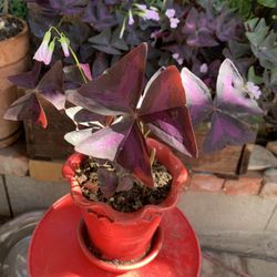 Plant Oxalis & Flowers Ceramic Pot 6.5 Día X 6 Tall.