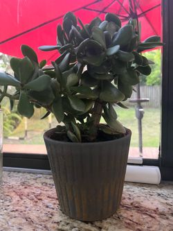 Indoor / Outdoor Plants