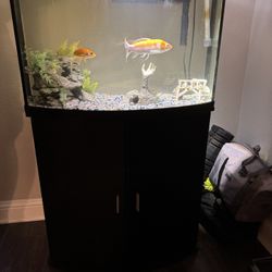 Fish Tank 