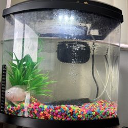 Fish Tank 