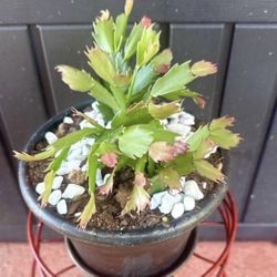 Thanksgiving succulent (Schlumbergera truncata) plant for sale