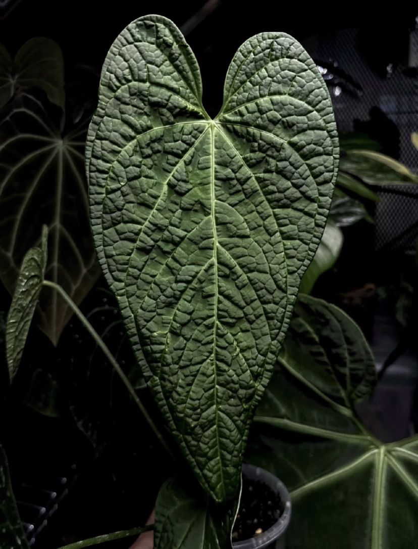 Anthurium Rotolanteanum Rare plant cuttings