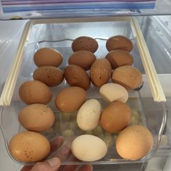 Organic Eggs