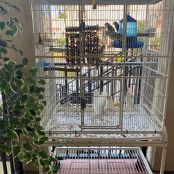 Bird Cage 