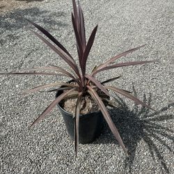 Cordyline