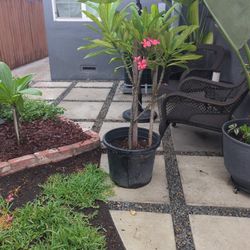 Plumeria Tree 