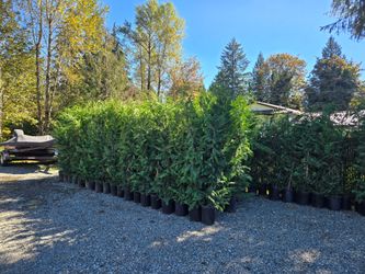 8ft Leyland Cypress Privacy Tree