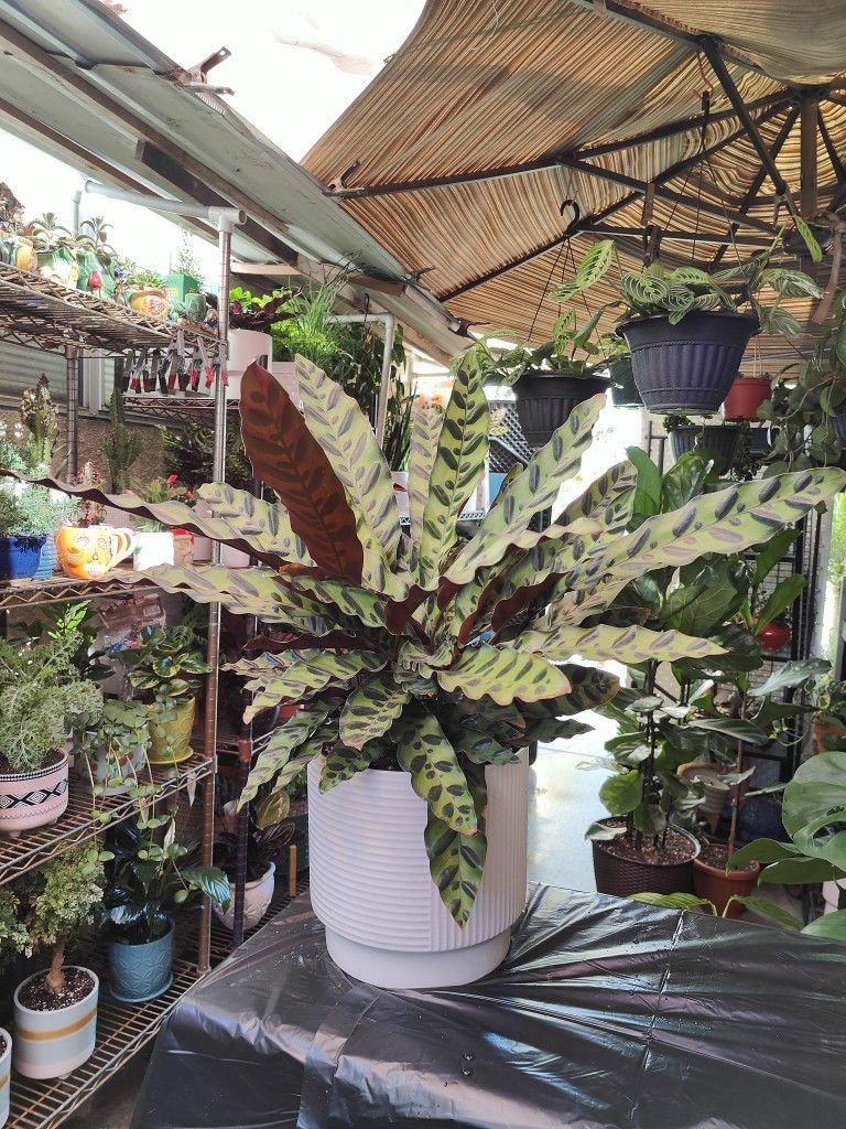 Indoor Plants