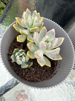 Succulent Plants