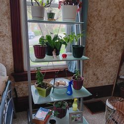 Glass Shelves