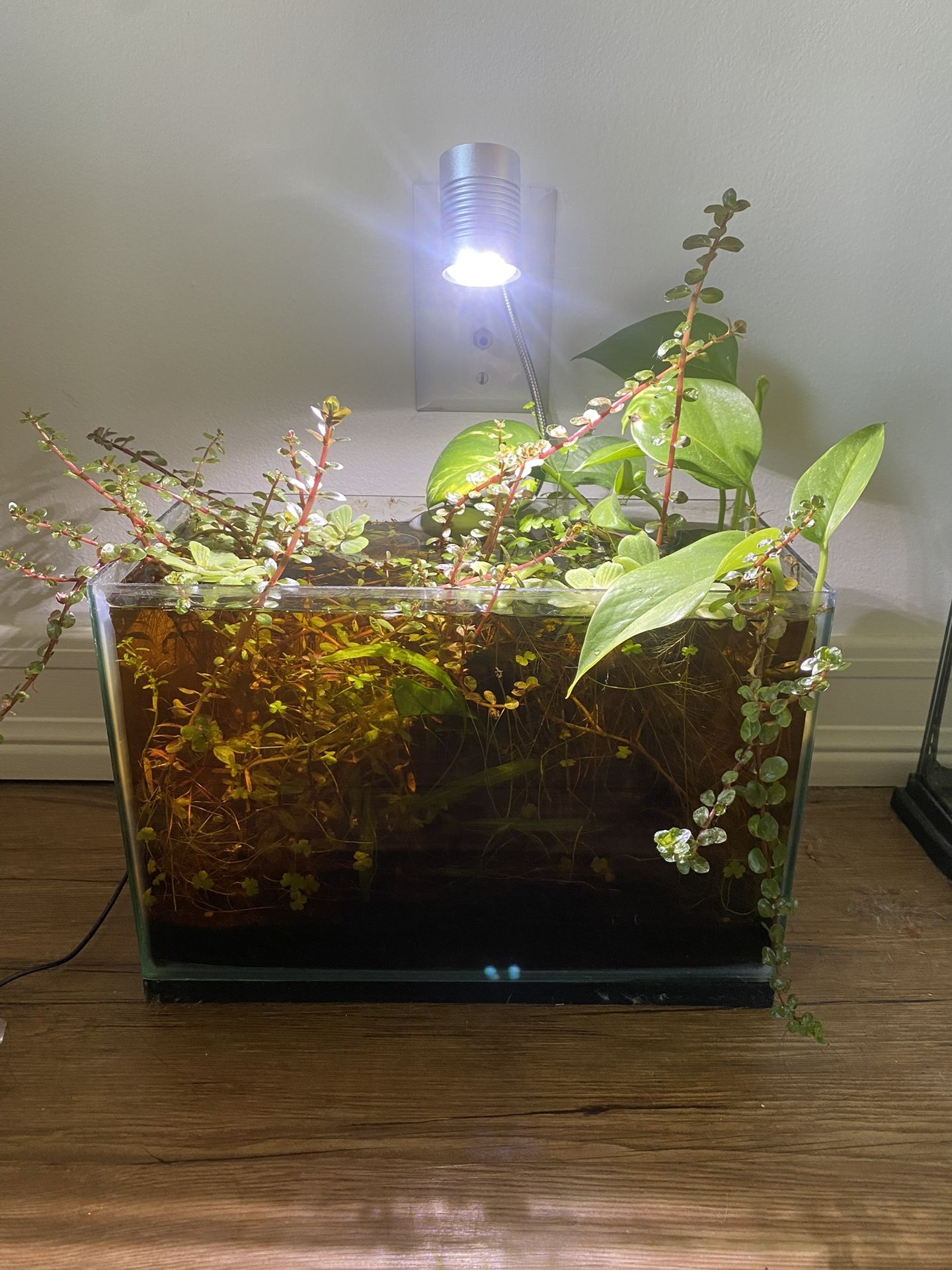 2.5 Gal Planted Aquarium Tank