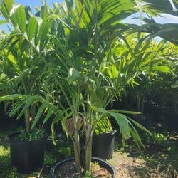 Beautiful Christmas Palms!!! Fertilized!!! About 6 Feet Tall 