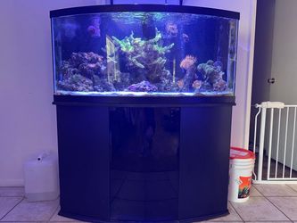 72 gallon bowfront aquarium with stand