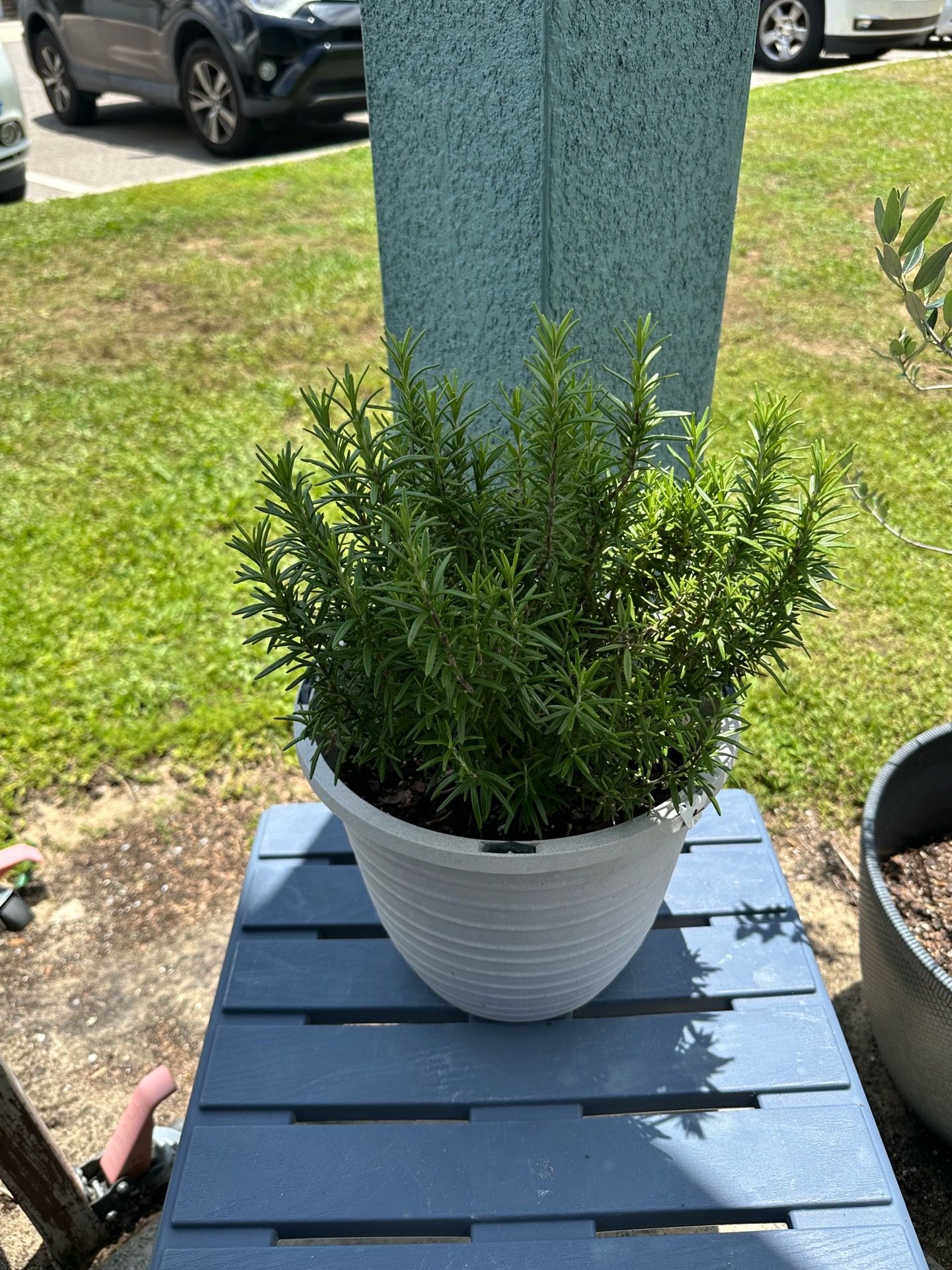 Rosemary. Pot included