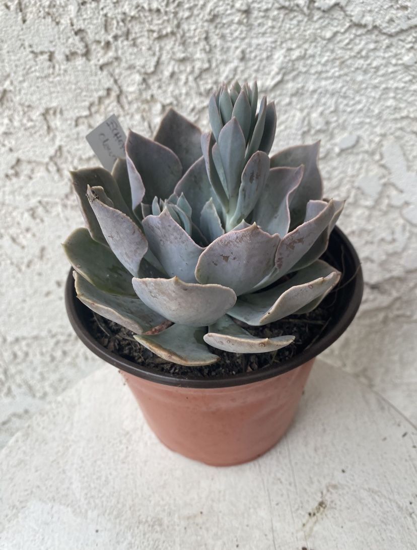 6 Inch Pot Succulent Plant - Echeveria Cante Glass - White Cloud - Rooted & Established - Drought Resistant - 🪴