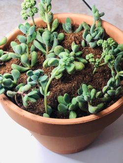 Beautiful succulent plant