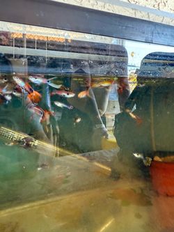 Silver Angelfish