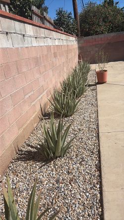 Aloe Vera Babys