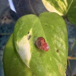 Ramhorn snail decoration