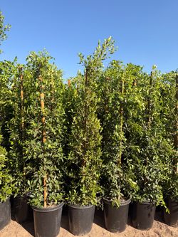Indian Laurel ficus 15 gal