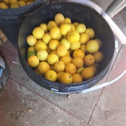 Limones 25 Dlks For Bucke  Now
