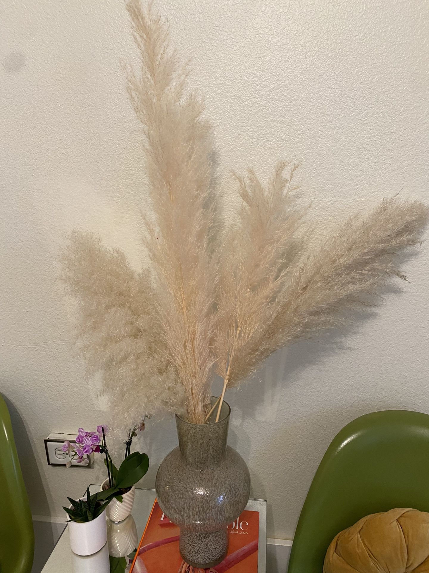 5 Pampas Stems