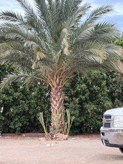Date  Palm tree