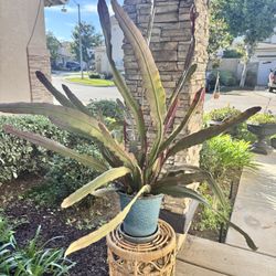 Large Christmas Cactus Plant With Pot 