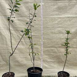 Apple tree / Arbol de manzana $20 each