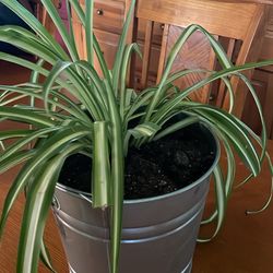 Spider Plant 