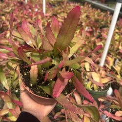 6" kimnachia Pseudorhipsalis ramulosa rhipsalis red mistletoe cactus