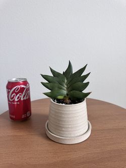Sansevieria Ninja Turtle