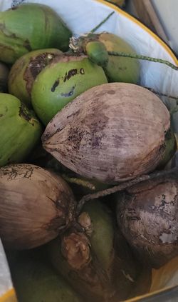 Dry Coconuts  Bulk Volume Sale Make Me An Offer