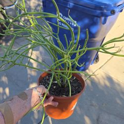 Rooted Firestick Plants In 7in Pots $10 Each...both For $15