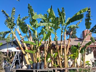 Fruitful Banana Trees/Pups for Sale