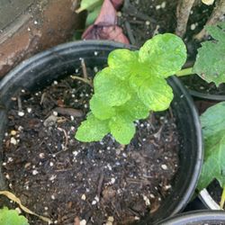 Various Plants For Sale