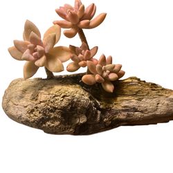 Driftwood Planter Succulent Arrangement 