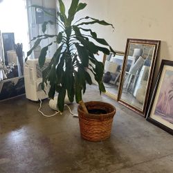 Large 5 ft Dracaena Indoor Plant – Healthy & Low Maintenance