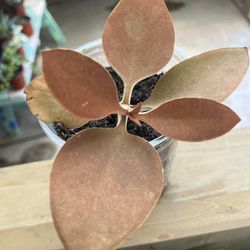 Copper Spoon Plant. 