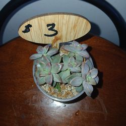 Succulent 