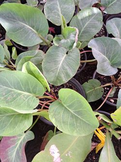 Planta