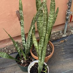 Snake Plants 